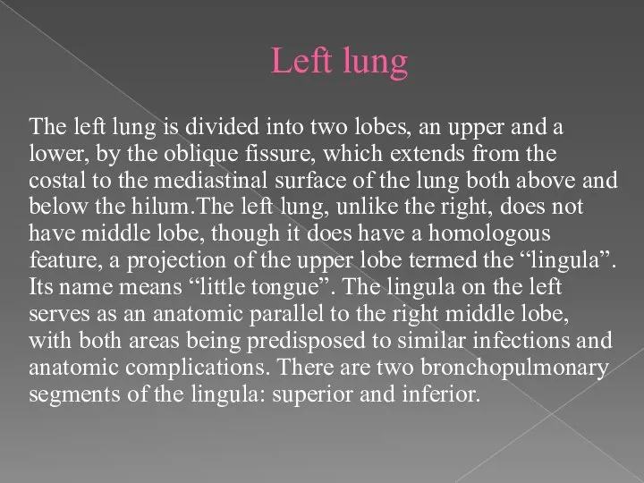 Left lung The left lung is divided into two lobes, an