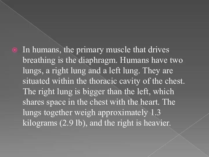 In humans, the primary muscle that drives breathing is the diaphragm.