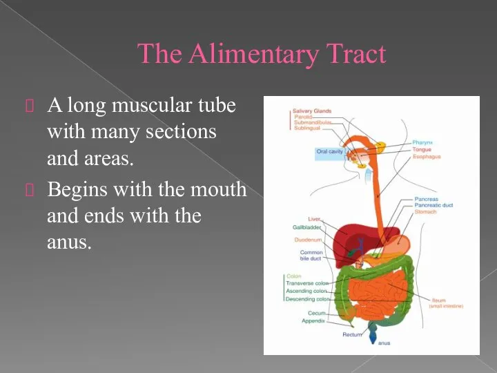 The Alimentary Tract A long muscular tube with many sections and