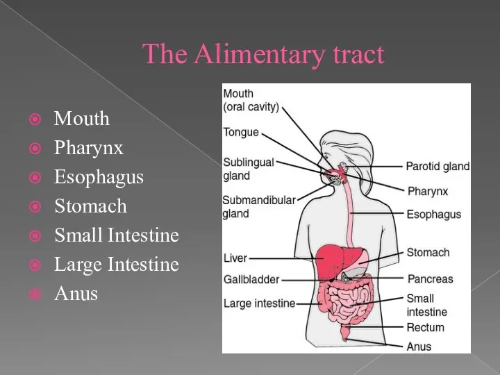 The Alimentary tract Mouth Pharynx Esophagus Stomach Small Intestine Large Intestine Anus