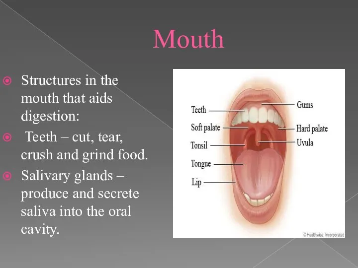 Mouth Structures in the mouth that aids digestion: Teeth – cut,