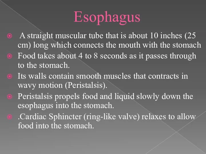 Esophagus A straight muscular tube that is about 10 inches (25