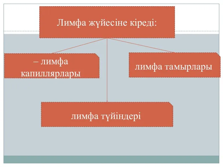 Лимфа жүйесіне кіреді: – лимфа капиллярлары лимфа тамырлары лимфа түйіндері