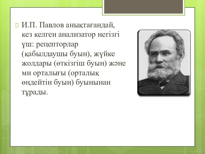 И.П. Павлов анықтағандай, кез келген анализатор негізгі үш: рецепторлар (қабылдаушы буын),