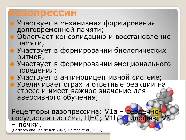 Вазопрессин Участвует в механизмах формирования долговременной памяти; Облегчает консолидацию и восстановление