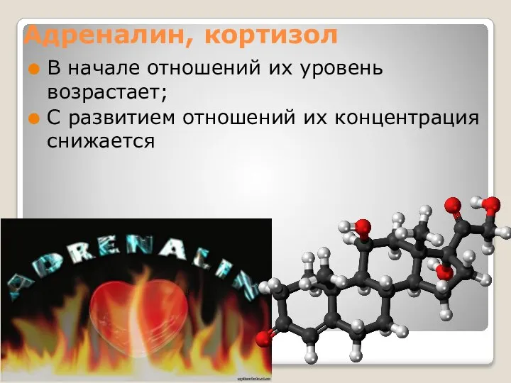 Адреналин, кортизол В начале отношений их уровень возрастает; С развитием отношений их концентрация снижается