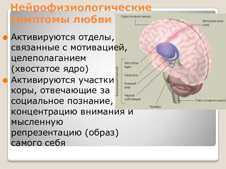 Нейрофизиологические симптомы любви Активируются отделы, связанные с мотивацией, целеполаганием (хвостатое ядро)