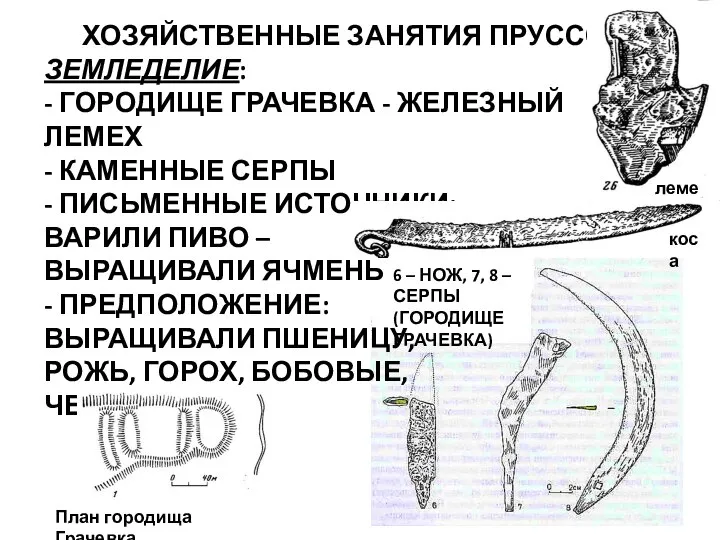 ХОЗЯЙСТВЕННЫЕ ЗАНЯТИЯ ПРУССОВ ЗЕМЛЕДЕЛИЕ: - ГОРОДИЩЕ ГРАЧЕВКА - ЖЕЛЕЗНЫЙ ЛЕМЕХ -