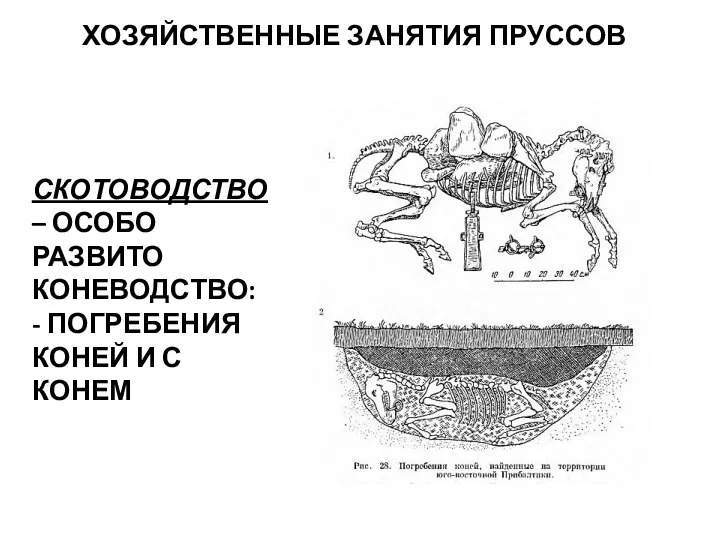 ХОЗЯЙСТВЕННЫЕ ЗАНЯТИЯ ПРУССОВ СКОТОВОДСТВО – ОСОБО РАЗВИТО КОНЕВОДСТВО: - ПОГРЕБЕНИЯ КОНЕЙ И С КОНЕМ