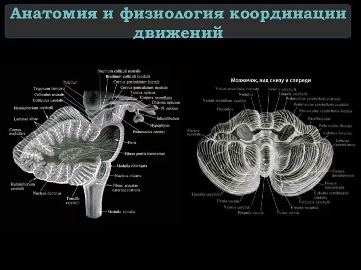 Анатомия и физиология координации движений