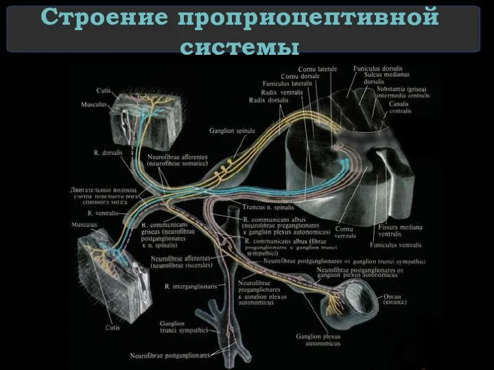 Строение проприоцептивной системы