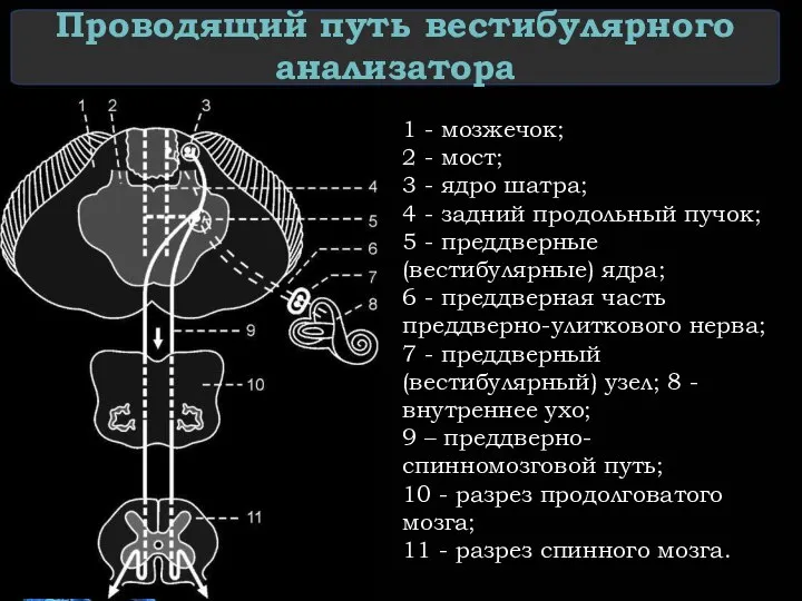 Проводящий путь вестибулярного анализатора 1 - мозжечок; 2 - мост; 3