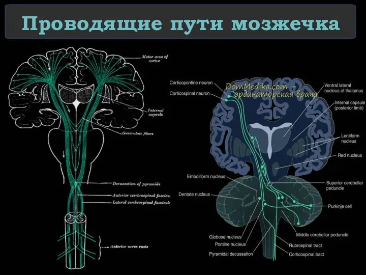 Проводящие пути мозжечка