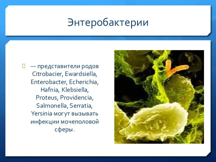 Энтеробактерии — представители родов Citrobacier, Ewardsiella, Enterobacter, Echerichia, Hafnia, Klebsiella, Proteus,