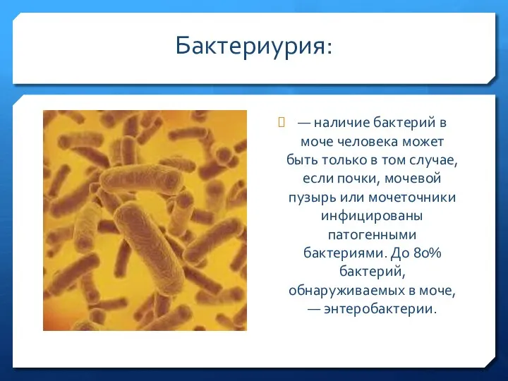 Бактериурия: — наличие бактерий в моче человека может быть только в