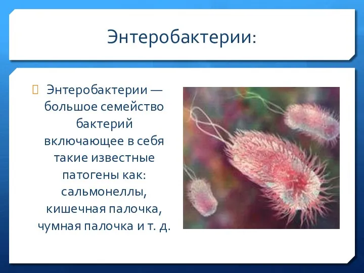 Энтеробактерии: Энтеробактерии — большое семейство бактерий включающее в себя такие известные