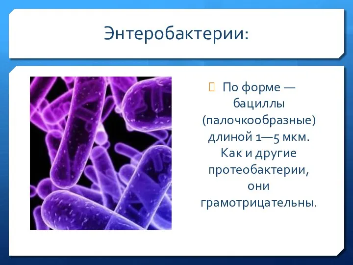 Энтеробактерии: По форме — бациллы (палочкообразные) длиной 1—5 мкм. Как и другие протеобактерии, они грамотрицательны.