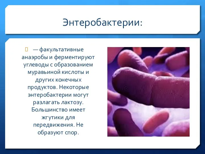 Энтеробактерии: — факультативные анаэробы и ферментируют углеводы с образованием муравьиной кислоты