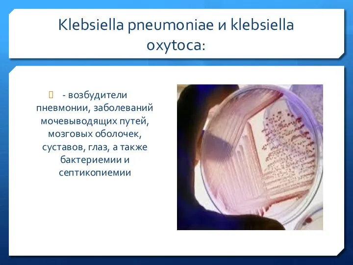 Klebsiella pneumoniae и klebsiella oxytoca: - возбудители пневмонии, заболеваний мочевыводящих путей,