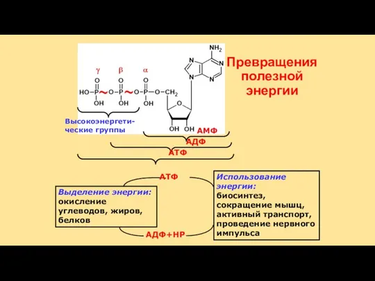 Превращения полезной энергии АМФ АДФ АТФ Выделение энергии: окисление углеводов, жиров,