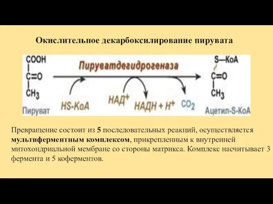 Окислительное декарбоксилирование пирувата Превращение состоит из 5 последовательных реакций, осуществляется мультиферментным