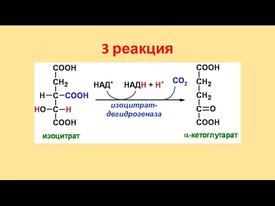 изоцитрат- дегидрогеназа 3 реакция