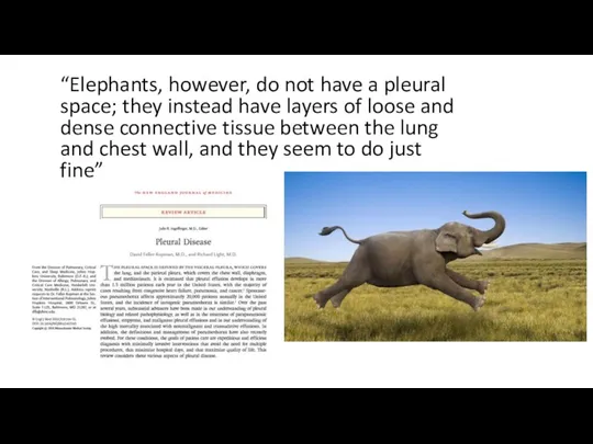 “Elephants, however, do not have a pleural space; they instead have