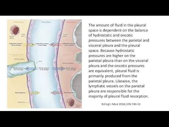 The amount of fluid in the pleural space is dependent on