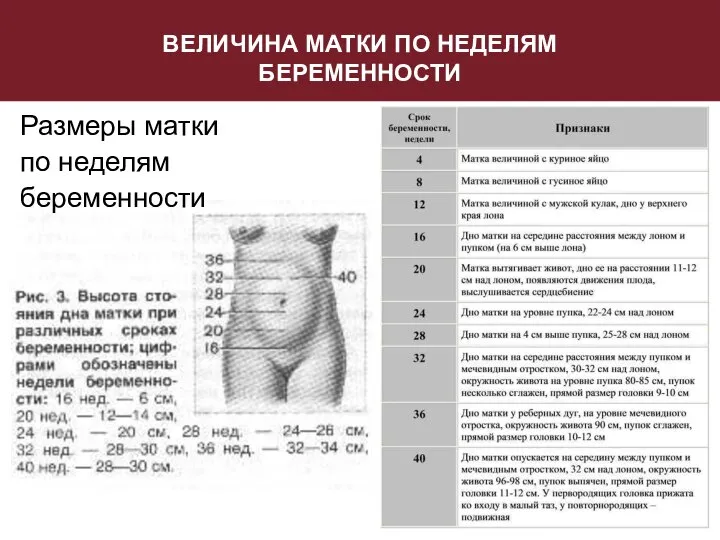 ВЕЛИЧИНА МАТКИ ПО НЕДЕЛЯМ БЕРЕМЕННОСТИ Размеры матки по неделям беременности