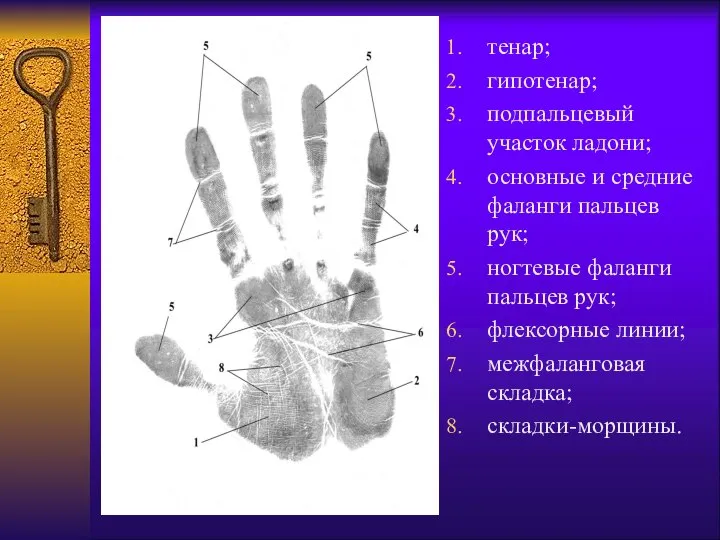 тенар; гипотенар; подпальцевый участок ладони; основные и средние фаланги пальцев рук;