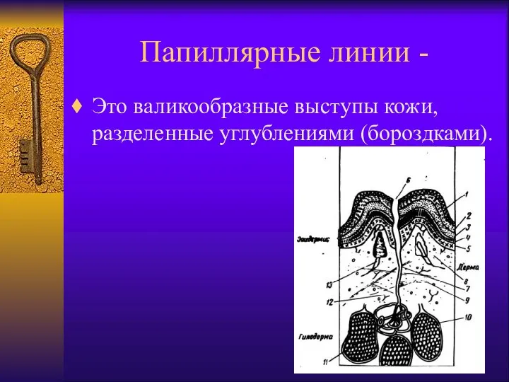 Папиллярные линии - Это валикообразные выступы кожи, разделенные углублениями (бороздками).