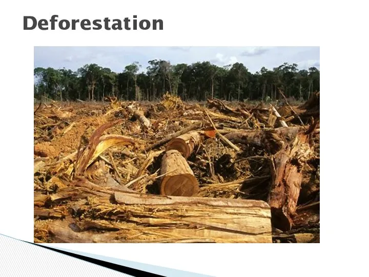 Deforestation