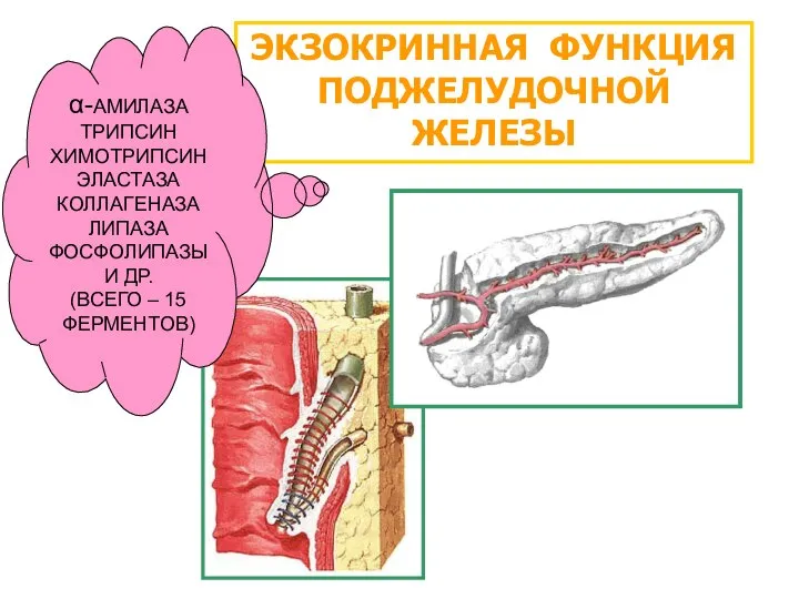 ЭКЗОКРИННАЯ ФУНКЦИЯ ПОДЖЕЛУДОЧНОЙ ЖЕЛЕЗЫ α-АМИЛАЗА ТРИПСИН ХИМОТРИПСИН ЭЛАСТАЗА КОЛЛАГЕНАЗА ЛИПАЗА ФОСФОЛИПАЗЫ