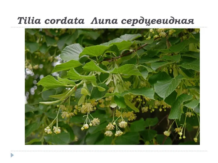 Tilia cordata Липа сердцевидная