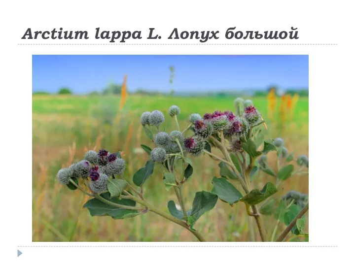 Arctium lappa L. Лопух большой