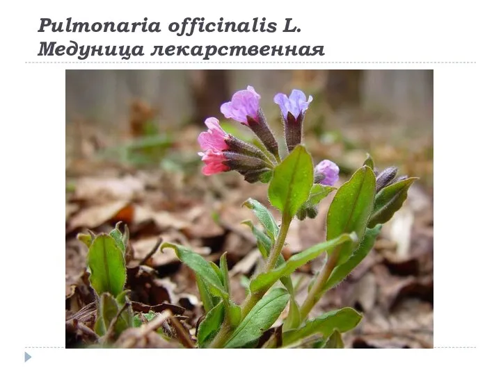 Pulmonaria officinalis L. Медуница лекарственная