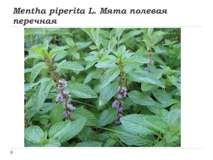 Mentha piperita L. Мята полевая перечная