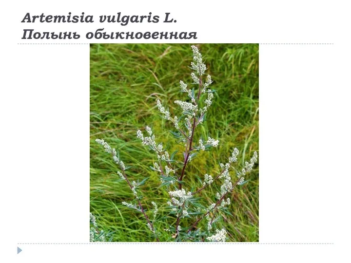 Artemisia vulgaris L. Полынь обыкновенная