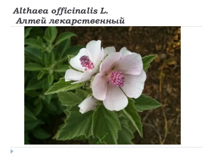 Althaea officinalis L. Алтей лекарственный