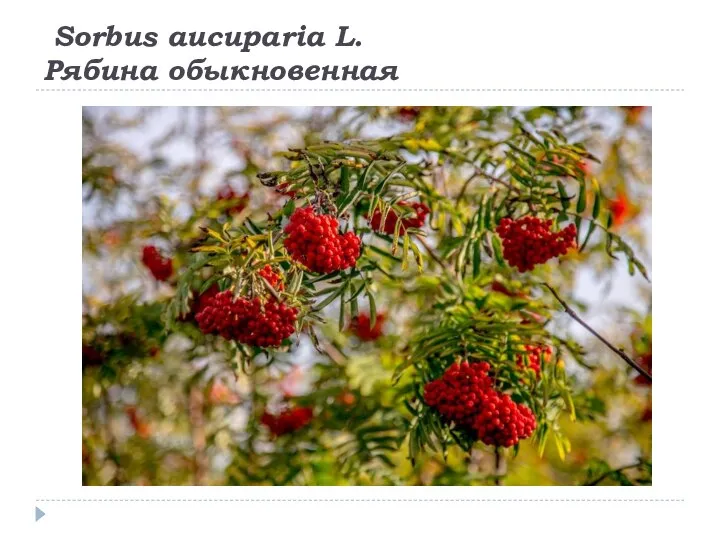 Sorbus aucuparia L. Рябина обыкновенная