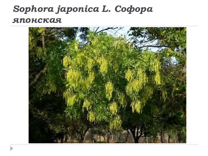 Sophora japonica L. Софора японская