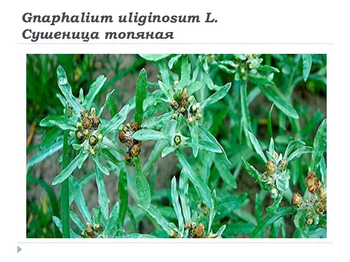 Gnaphalium uliginosum L. Сушеница топяная