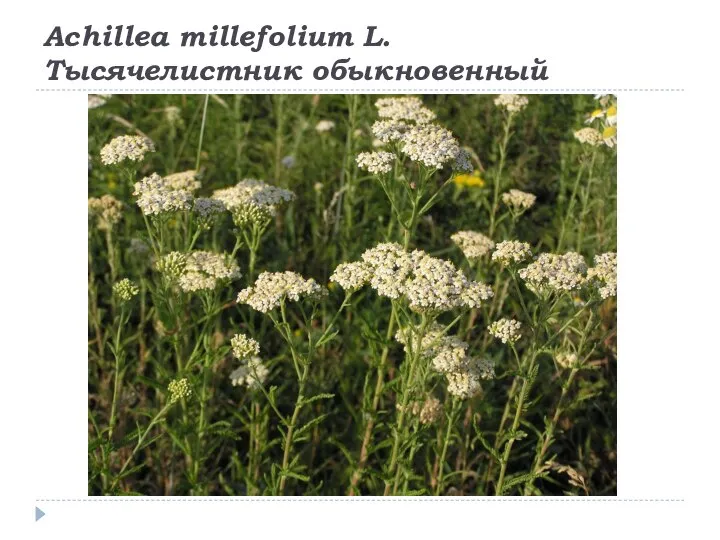 Achillea millefolium L. Тысячелистник обыкновенный