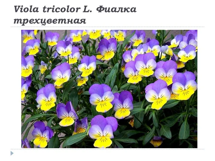 Viola tricolor L. Фиалка трехцветная