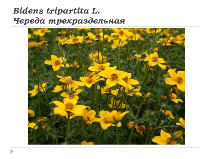 Bidens tripartita L. Череда трехраздельная