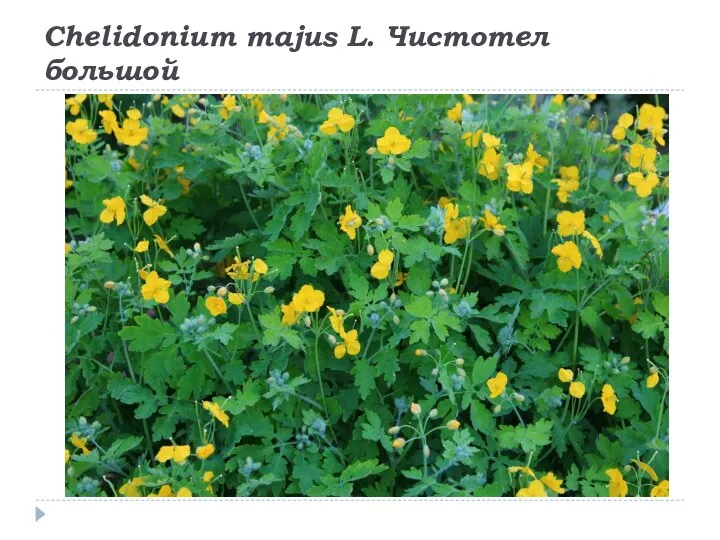 Chelidonium majus L. Чистотел большой