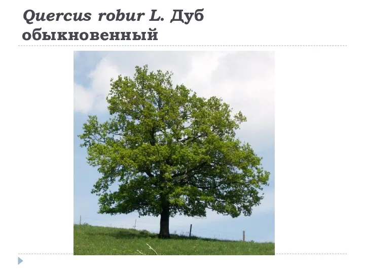 Quercus robur L. Дуб обыкновенный