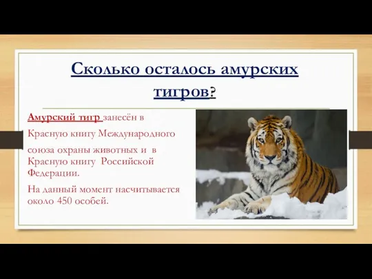 Сколько осталось амурских тигров? Амурский тигр занесён в Красную книгу Международного