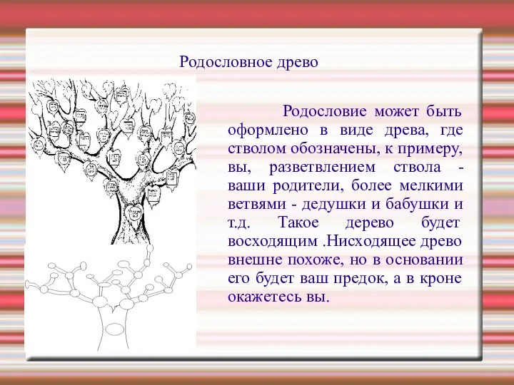 Родословное древо Родословие может быть оформлено в виде древа, где стволом