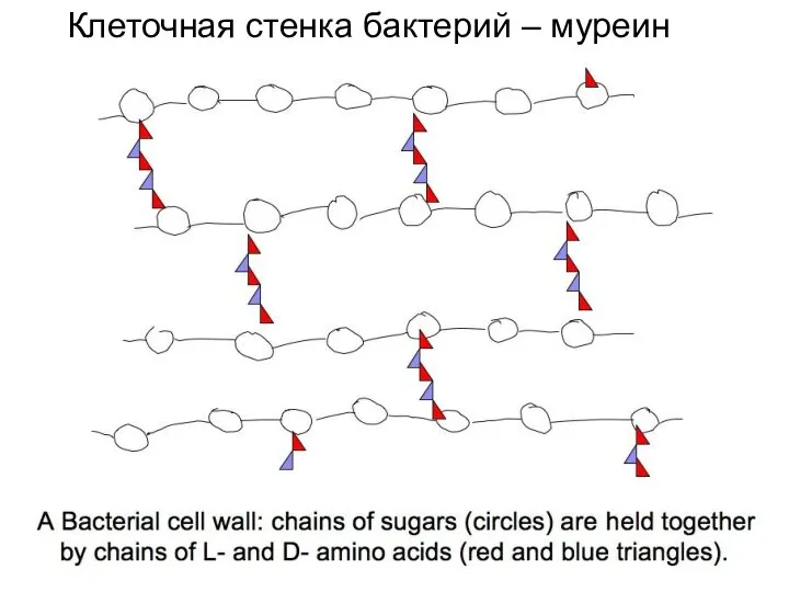 Клеточная стенка бактерий – муреин